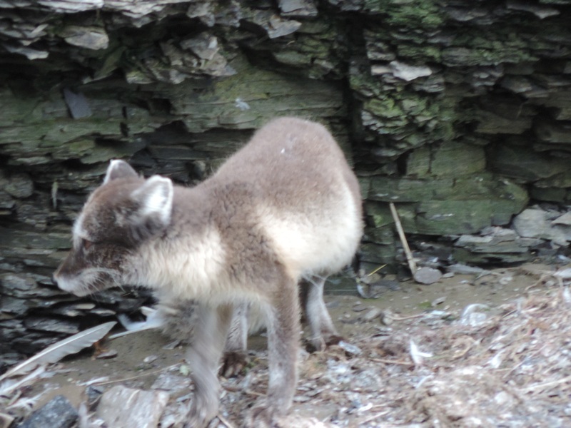 Eisfuchs am Ingeborgfjellet