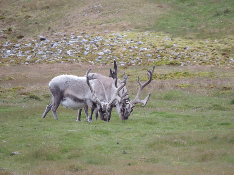 grasende Rentiere am Ingeborgfjellet